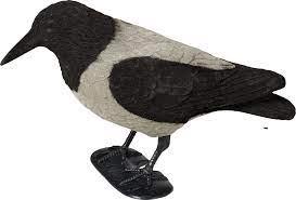 Grå Krage med Flock